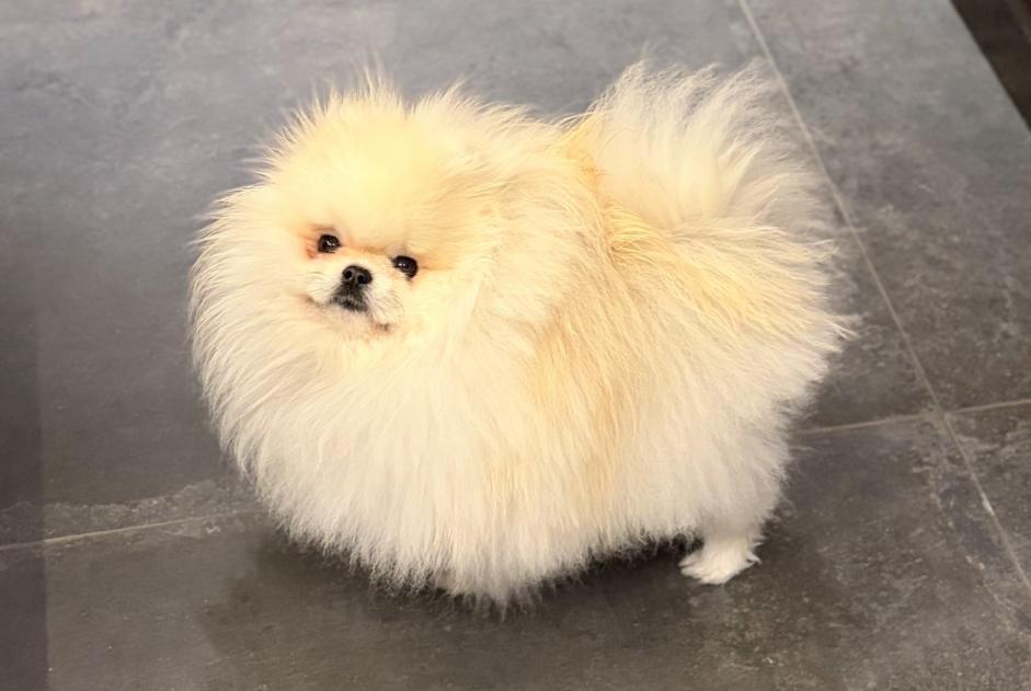 Alerte Disparition Chien Mâle , 2 ans Waterloo Belgique Alerte Disparition Chien Mâle , 2 ans Waterloo Belgique